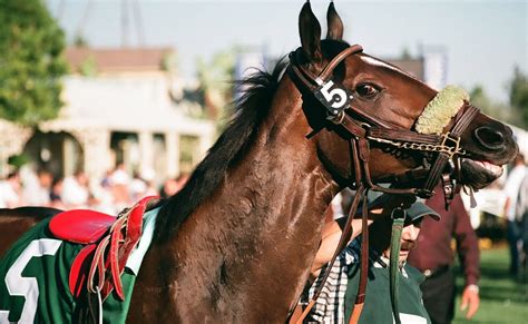 gold cup tips|Cheltenham Gold Cup tips: why this horse can win the big race .